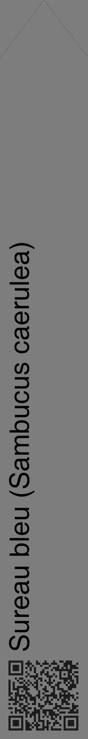 Étiquette de : Sambucus caerulea - format c - style noire35_simple_simplehel avec qrcode et comestibilité - position verticale
