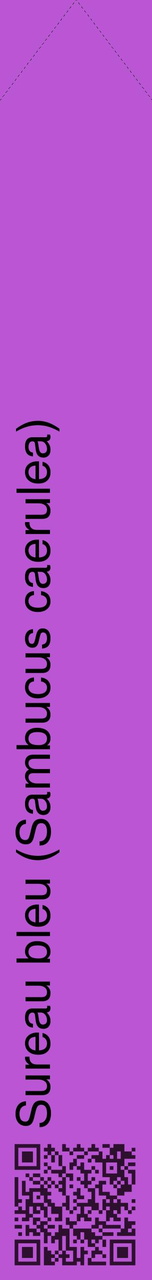 Étiquette de : Sambucus caerulea - format c - style noire50_simplehel avec qrcode et comestibilité