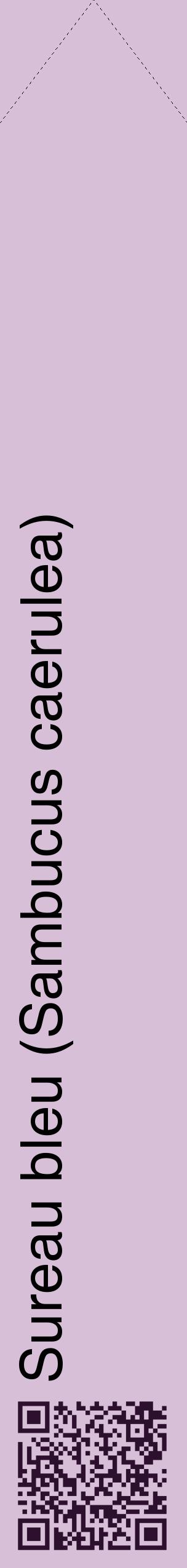 Étiquette de : Sambucus caerulea - format c - style noire54_simplehel avec qrcode et comestibilité
