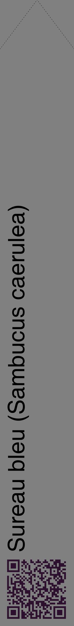 Étiquette de : Sambucus caerulea - format c - style noire57_simplehel avec qrcode et comestibilité