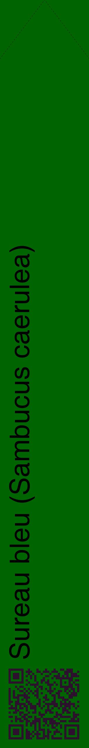 Étiquette de : Sambucus caerulea - format c - style noire8_simplehel avec qrcode et comestibilité