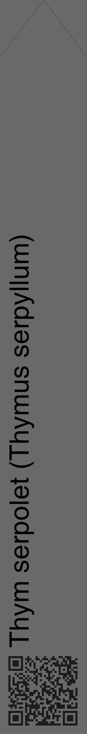 Étiquette de : Thymus serpyllum - format c - style noire51_simple_simplehel avec qrcode et comestibilité - position verticale