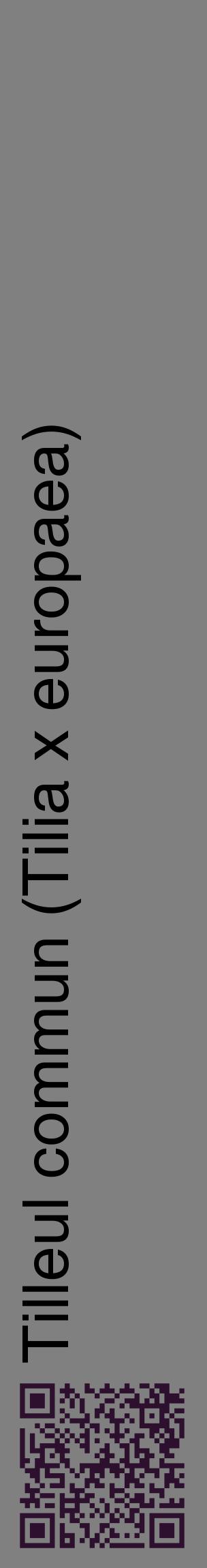 Étiquette de : Tilia x europaea - format c - style noire57_basiquehel avec qrcode et comestibilité