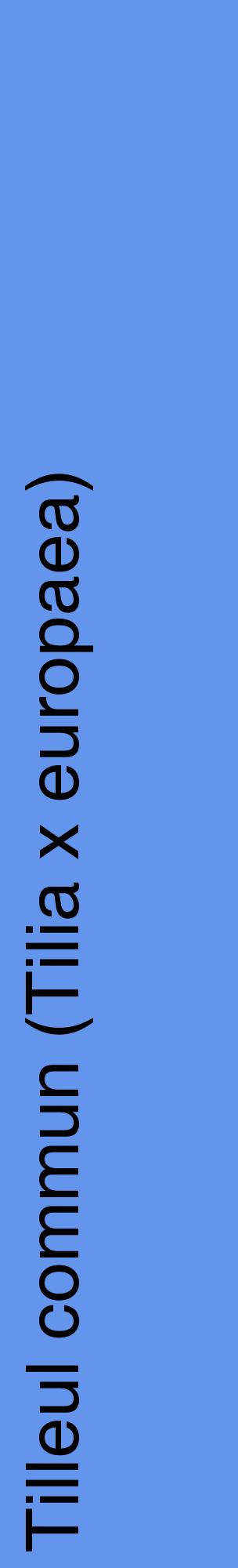 Étiquette de : Tilia x europaea - format c - style noire4_basiquehel avec comestibilité
