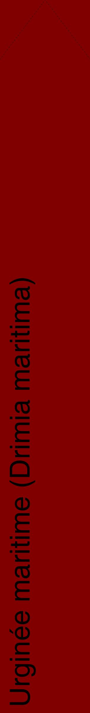 Étiquette de : Drimia maritima - format c - style noire29_simplehel avec comestibilité
