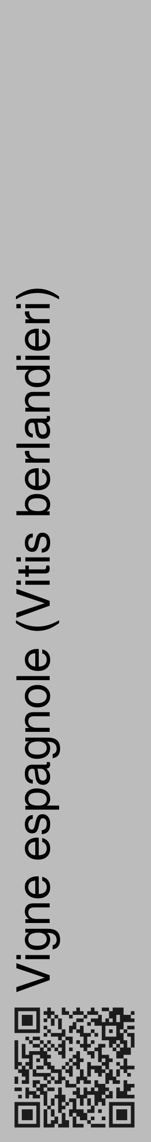 Étiquette de : Vitis berlandieri - format c - style noire1_basique_basiquehel avec qrcode et comestibilité - position verticale