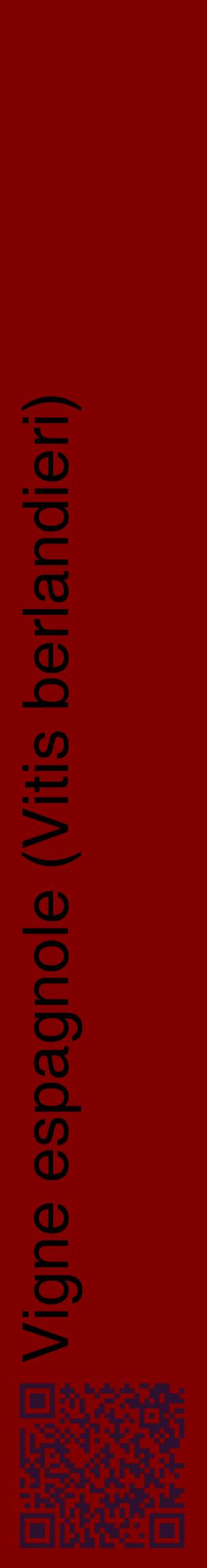 Étiquette de : Vitis berlandieri - format c - style noire29_basiquehel avec qrcode et comestibilité