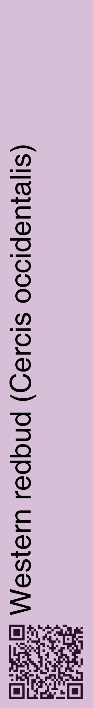 Étiquette de : Cercis occidentalis - format c - style noire54_basiquehel avec qrcode et comestibilité
