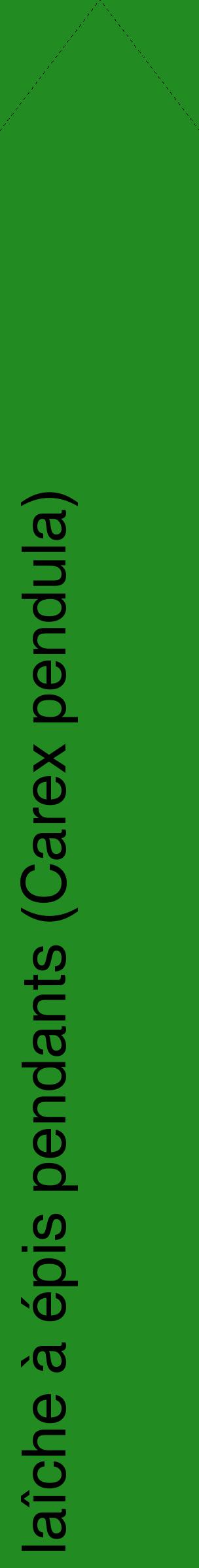 Étiquette de : Carex pendula - format c - style noire10_simplehel avec comestibilité