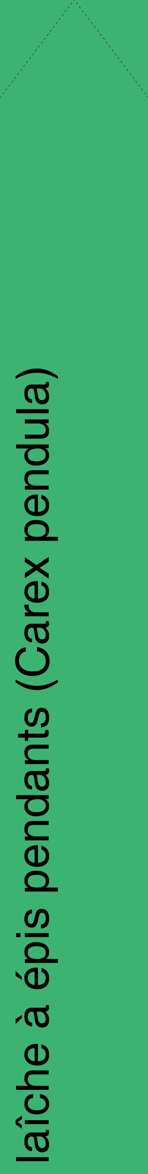 Étiquette de : Carex pendula - format c - style noire12_simplehel avec comestibilité