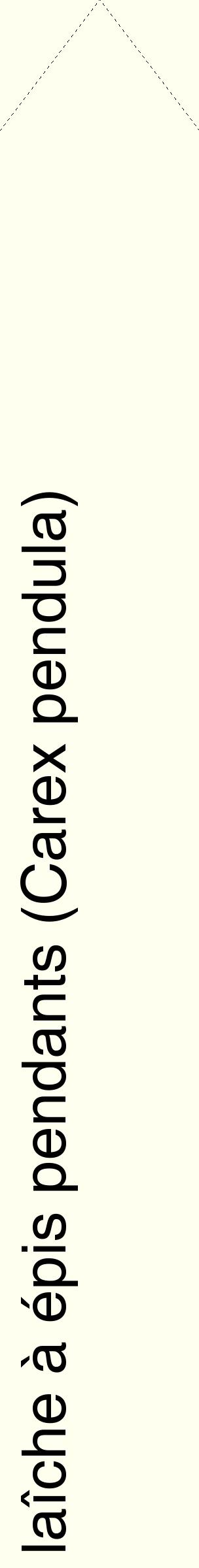 Étiquette de : Carex pendula - format c - style noire19_simplehel avec comestibilité