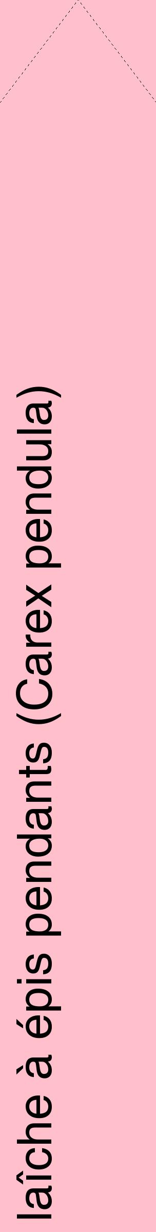 Étiquette de : Carex pendula - format c - style noire40_simplehel avec comestibilité