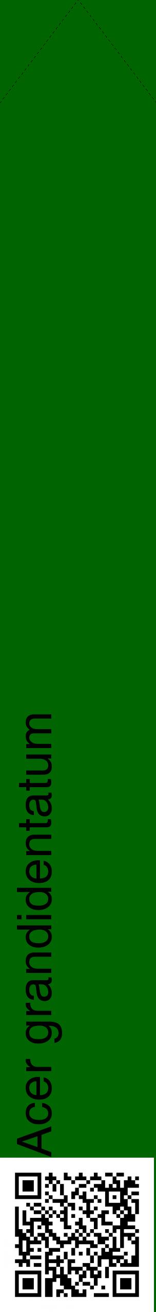 Étiquette de : Acer grandidentatum - format c - style noire8_simplehel avec qrcode et comestibilité