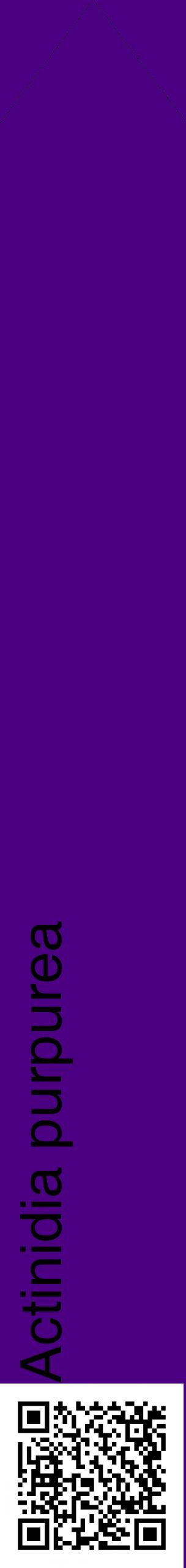 Étiquette de : Actinidia purpurea - format c - style noire47_simplehel avec qrcode et comestibilité