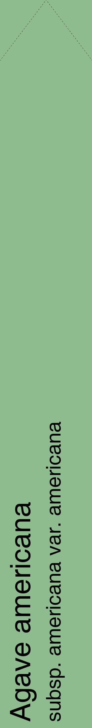 Étiquette de : Agave americana subsp. americana var. americana - format c - style noire13_simplehel avec comestibilité