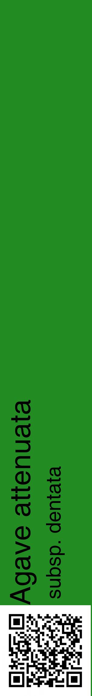 Étiquette de : Agave attenuata subsp. dentata - format c - style noire10_basiquehel avec qrcode et comestibilité