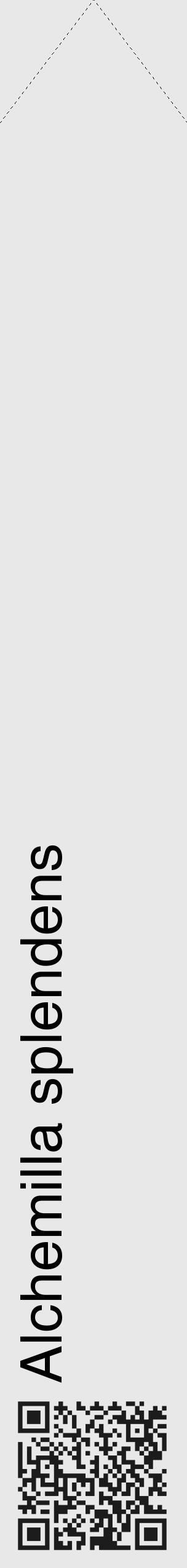 Étiquette de : Alchemilla splendens - format c - style noire55_simple_simplehel avec qrcode et comestibilité - position verticale