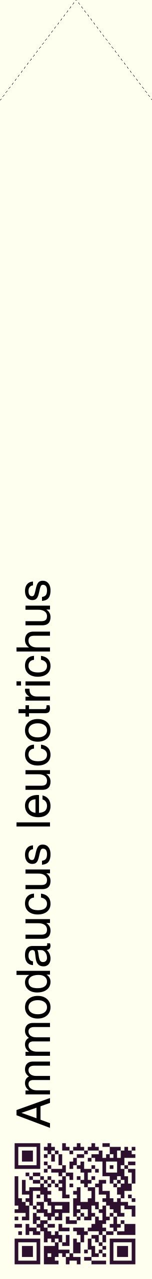 Étiquette de : Ammodaucus leucotrichus - format c - style noire19_simplehel avec qrcode et comestibilité