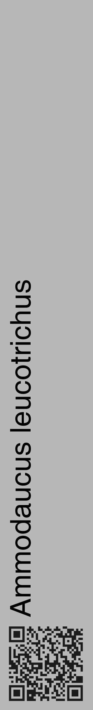 Étiquette de : Ammodaucus leucotrichus - format c - style noire39_basique_basiquehel avec qrcode et comestibilité - position verticale