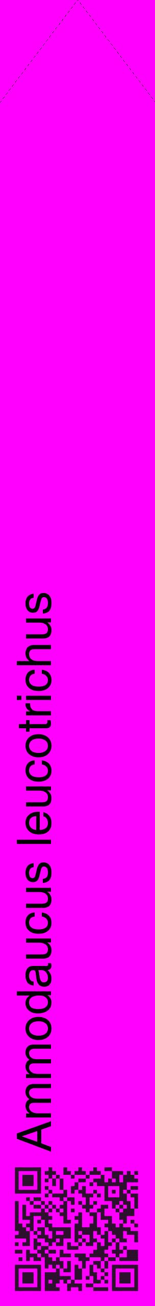 Étiquette de : Ammodaucus leucotrichus - format c - style noire51_simplehel avec qrcode et comestibilité