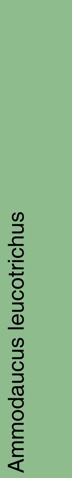 Étiquette de : Ammodaucus leucotrichus - format c - style noire13_basiquehel avec comestibilité
