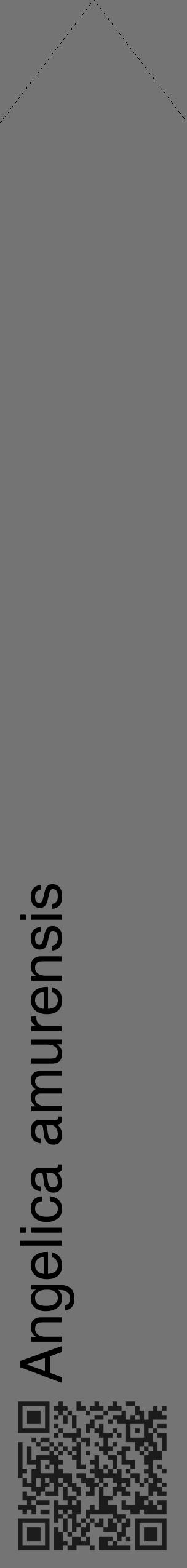 Étiquette de : Angelica amurensis - format c - style noire26_simple_simplehel avec qrcode et comestibilité - position verticale