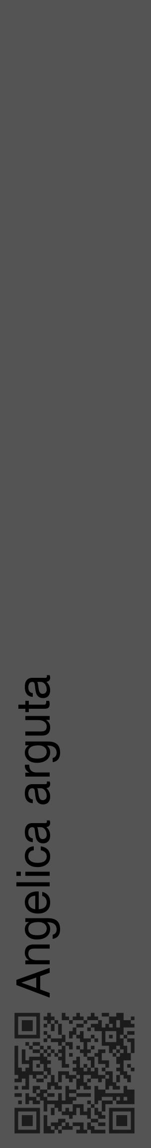 Étiquette de : Angelica arguta - format c - style noire30_basique_basiquehel avec qrcode et comestibilité - position verticale