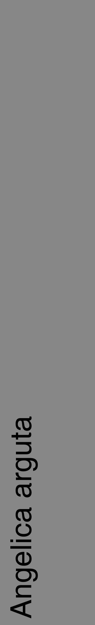 Étiquette de : Angelica arguta - format c - style noire12_basique_basiquehel avec comestibilité - position verticale