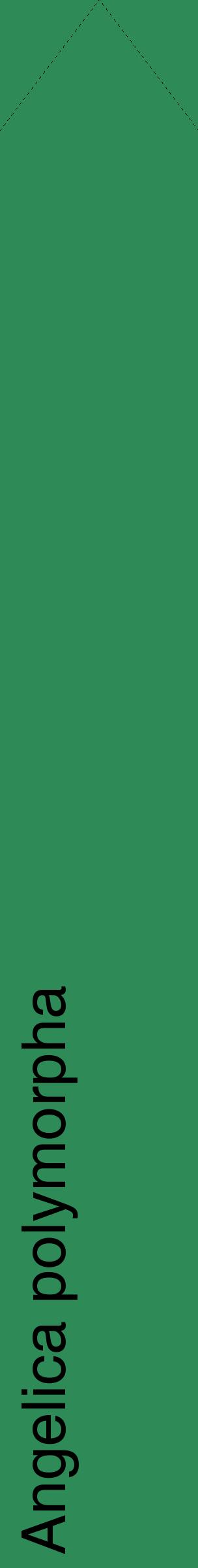Étiquette de : Angelica polymorpha - format c - style noire11_simplehel avec comestibilité