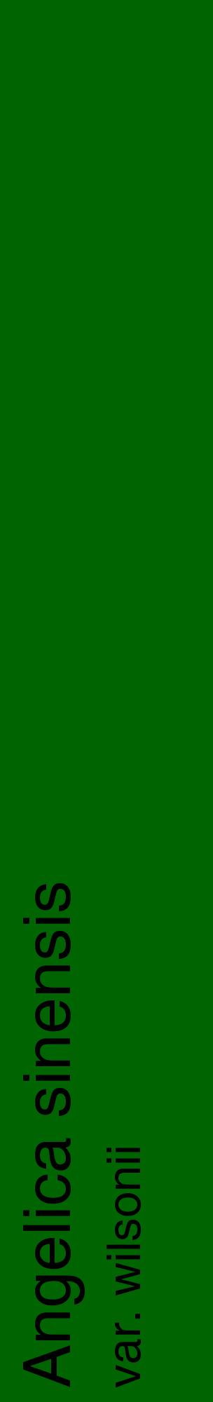 Étiquette de : Angelica sinensis var. wilsonii - format c - style noire8_basiquehel avec comestibilité