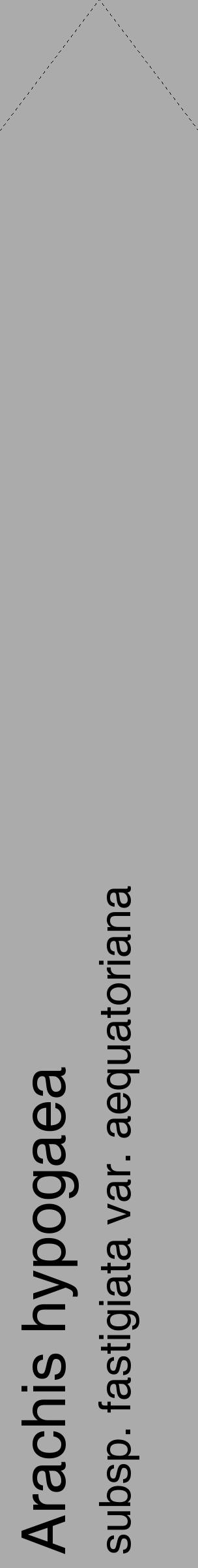 Étiquette de : Arachis hypogaea subsp. fastigiata var. aequatoriana - format c - style noire37_simple_simplehel avec comestibilité - position verticale