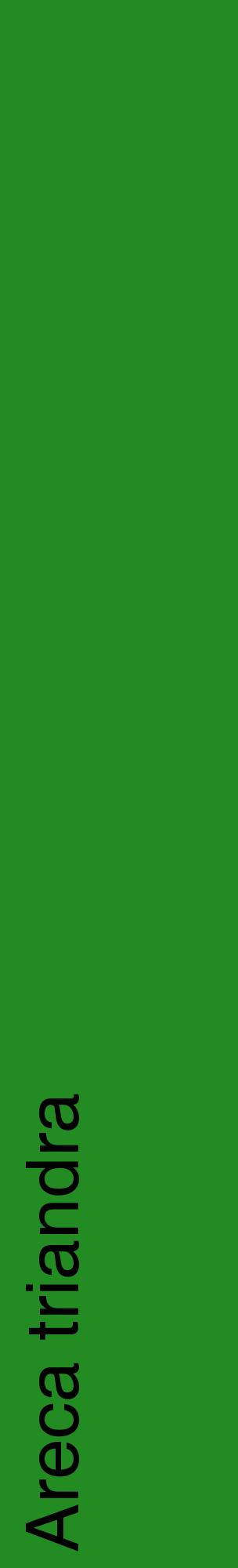 Étiquette de : Areca triandra - format c - style noire10_basiquehel avec comestibilité