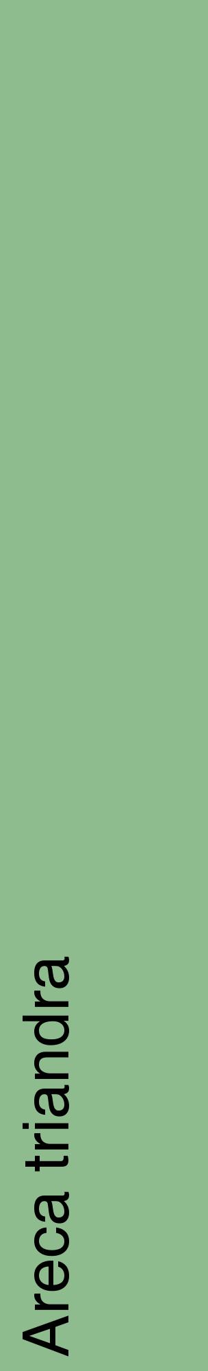 Étiquette de : Areca triandra - format c - style noire13_basiquehel avec comestibilité