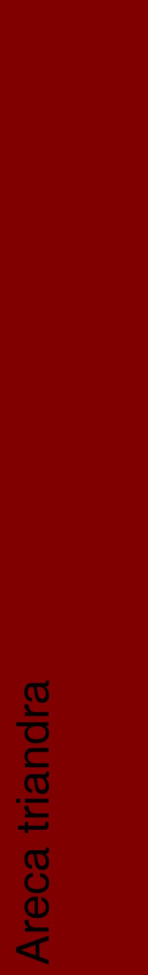 Étiquette de : Areca triandra - format c - style noire29_basiquehel avec comestibilité