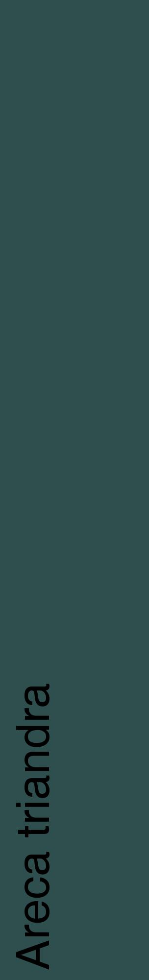 Étiquette de : Areca triandra - format c - style noire58_basiquehel avec comestibilité