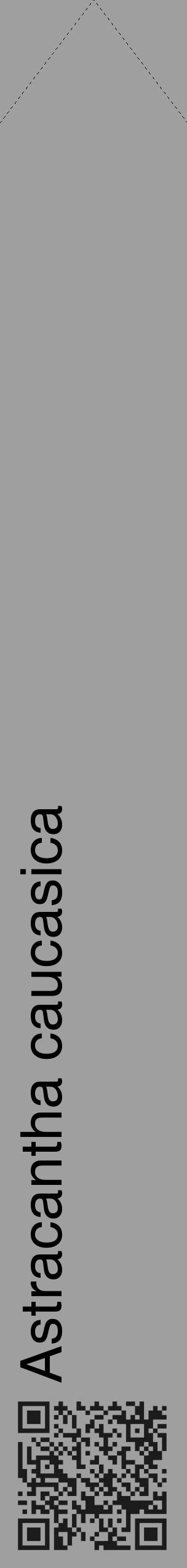 Étiquette de : Astracantha caucasica - format c - style noire24_simple_simplehel avec qrcode et comestibilité - position verticale
