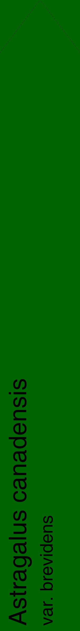 Étiquette de : Astragalus canadensis var. brevidens - format c - style noire8_simplehel avec comestibilité
