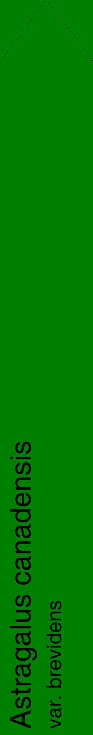 Étiquette de : Astragalus canadensis var. brevidens - format c - style noire9_simplehel avec comestibilité