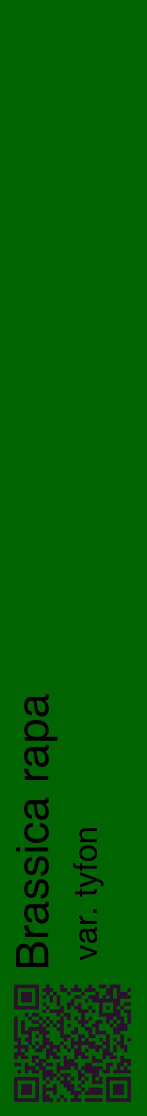 Étiquette de : Brassica rapa var. tyfon - format c - style noire8_basiquehel avec qrcode et comestibilité