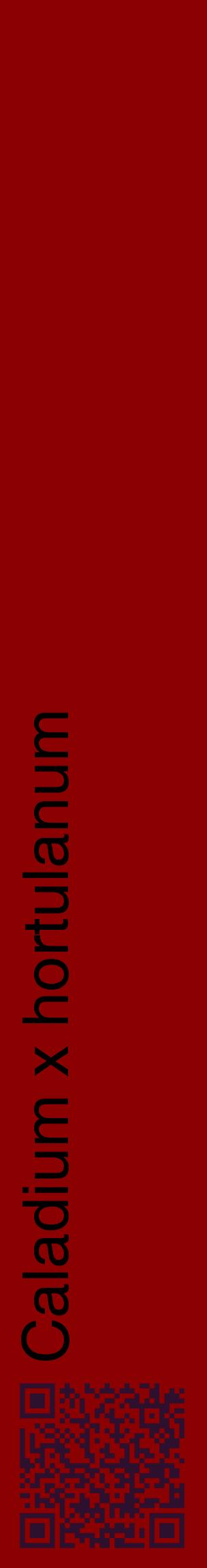 Étiquette de : Caladium x hortulanum - format c - style noire34_basiquehel avec qrcode et comestibilité