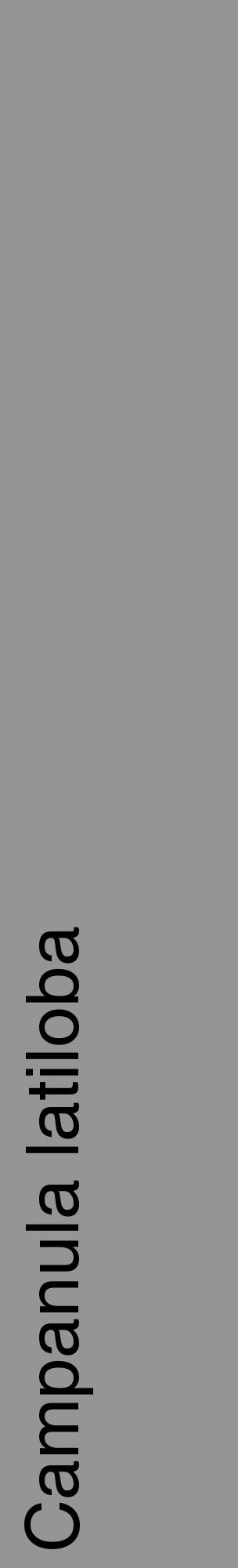 Étiquette de : Campanula latiloba - format c - style noire16_basique_basiquehel avec comestibilité - position verticale