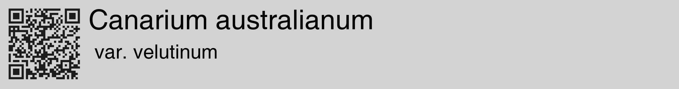 Étiquette de : Canarium australianum var. velutinum - format c - style noire14_basique_basiquehel avec qrcode et comestibilité