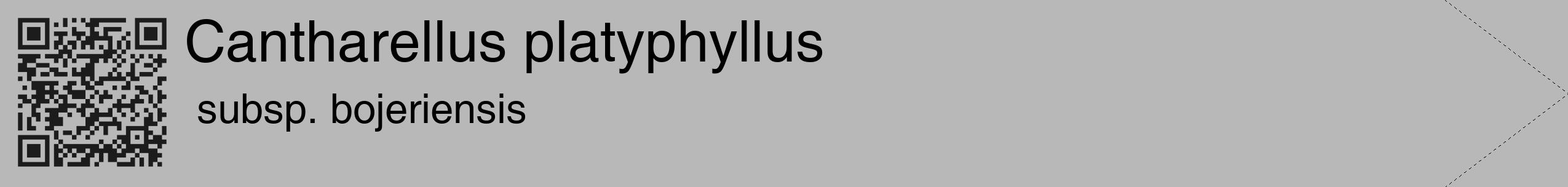 Étiquette de : Cantharellus platyphyllus subsp. bojeriensis - format c - style noire39_simple_simplehel avec qrcode et comestibilité