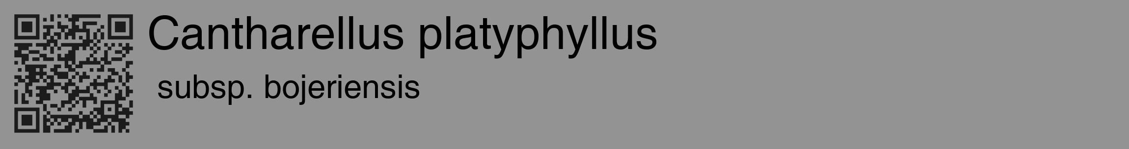 Étiquette de : Cantharellus platyphyllus subsp. bojeriensis - format c - style noire44_basique_basiquehel avec qrcode et comestibilité