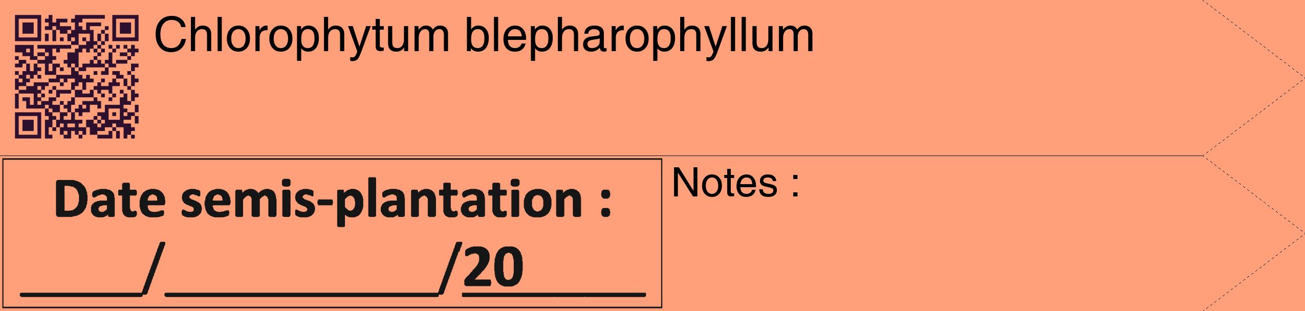 Étiquette de : Chlorophytum blepharophyllum - format c - style noire39_simple_simplehel avec qrcode et comestibilité