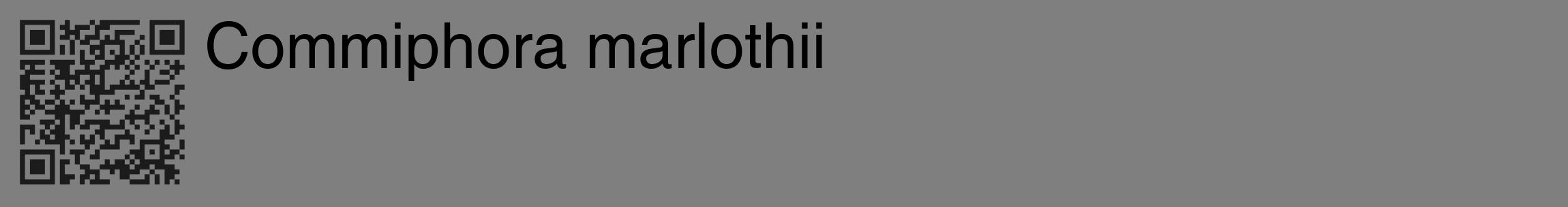 Étiquette de : Commiphora marlothii - format c - style noire31_basique_basiquehel avec qrcode et comestibilité
