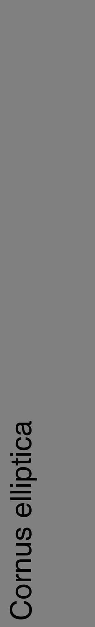 Étiquette de : Cornus elliptica - format c - style noire57_basiquehel avec comestibilité