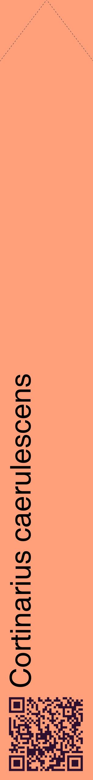 Étiquette de : Cortinarius caerulescens - format c - style noire39_simplehel avec qrcode et comestibilité