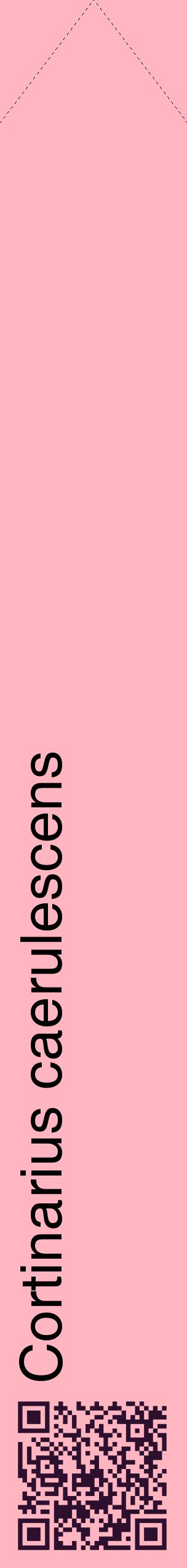 Étiquette de : Cortinarius caerulescens - format c - style noire41_simplehel avec qrcode et comestibilité