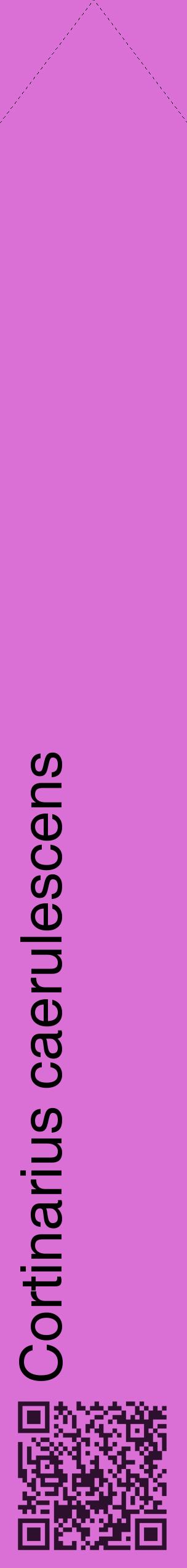 Étiquette de : Cortinarius caerulescens - format c - style noire52_simplehel avec qrcode et comestibilité